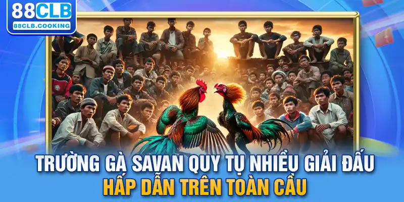 Trường gà Savan quy tụ nhiều giải đấu hấp dẫn trên toàn cầu