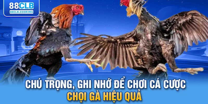 Chú trọng, ghi nhớ để chơi cá cược chọi gà hiệu quả